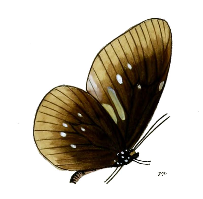 CrastiaScherzeriM 28 1a