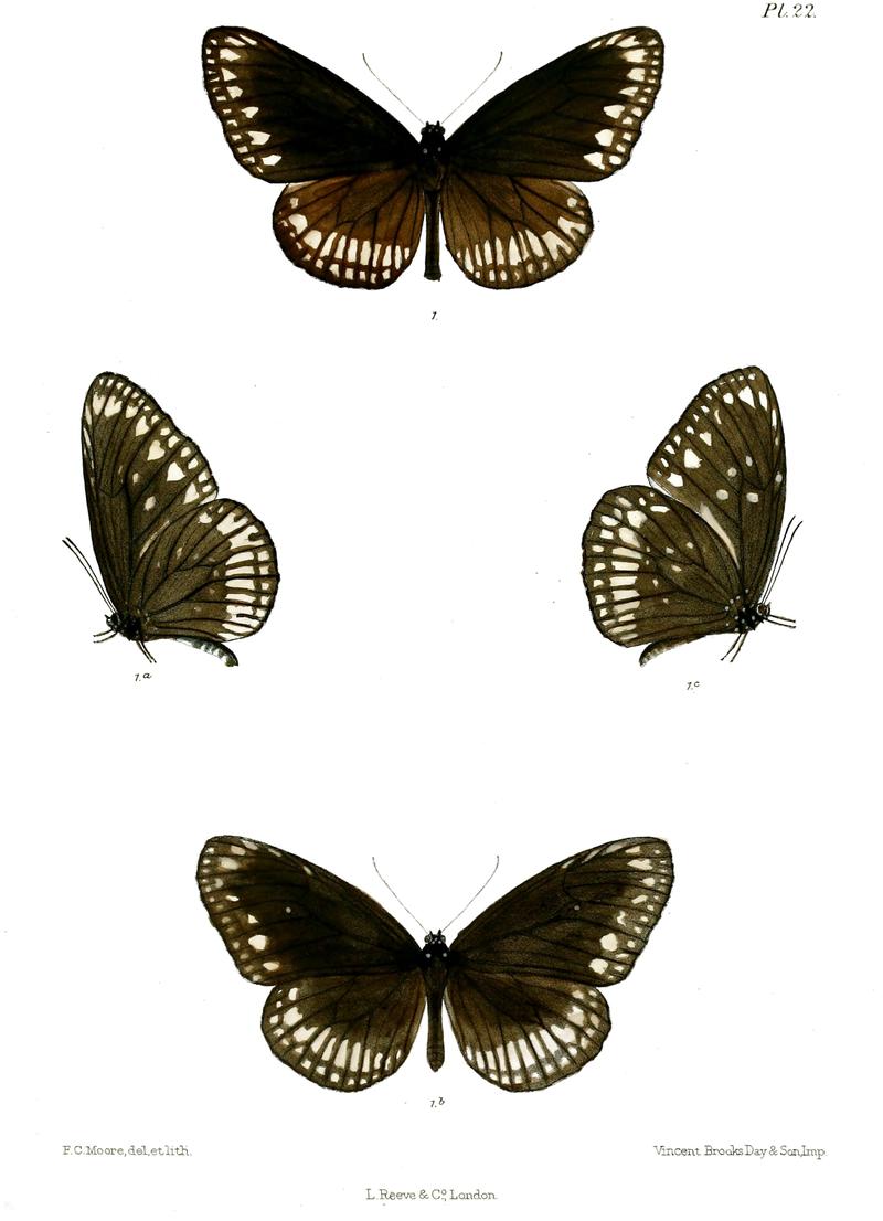 CrastiaVermiculata 22