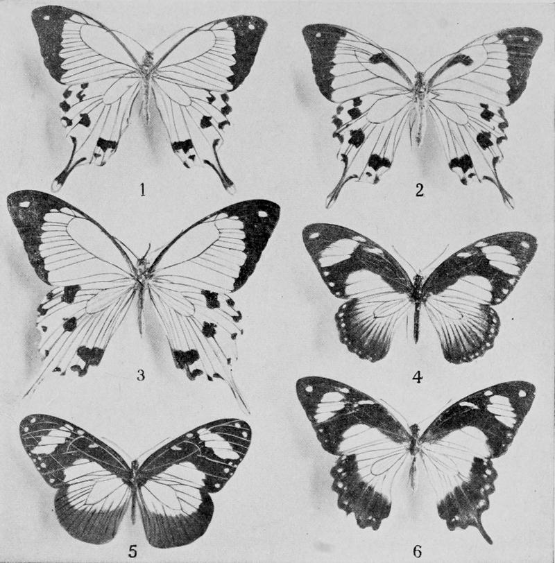 Creation by Evolution (1928) p185 face butterfly wing evolution