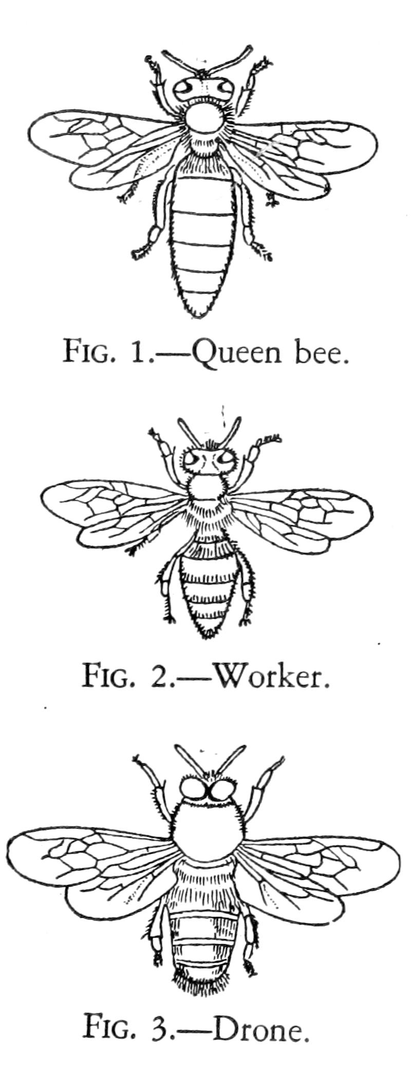 Creation by Evolution (1928) p187 bee castes