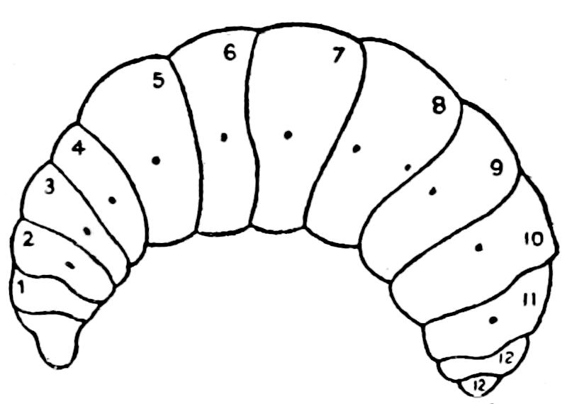 Creation by Evolution (1928) p192 bee larva