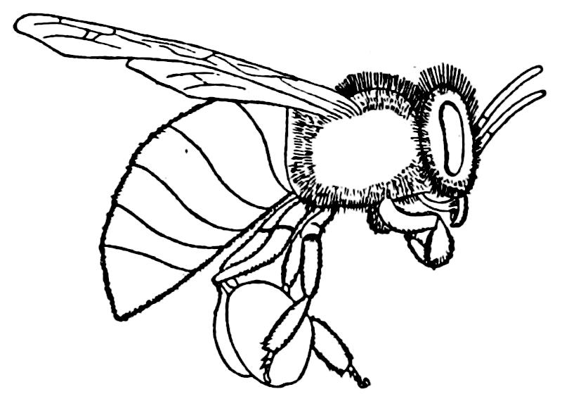 Creation by Evolution (1928) p192 worker bee in flight