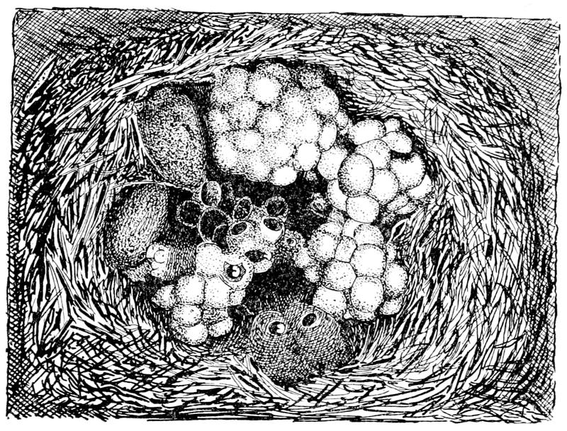 Creation by Evolution (1928) p203 comb of bumblebee