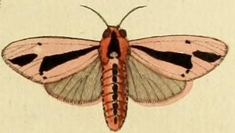 Creatonotos gangis