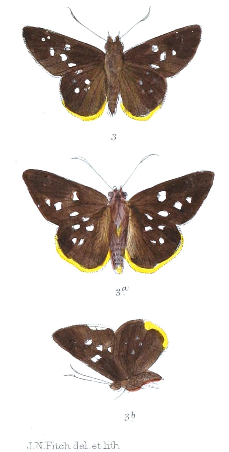 CreteusCyrina 810 3