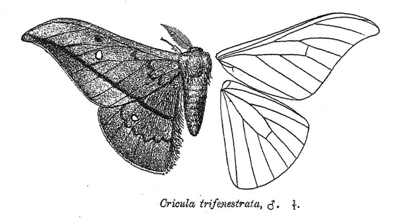 CriculaTrifenestrata