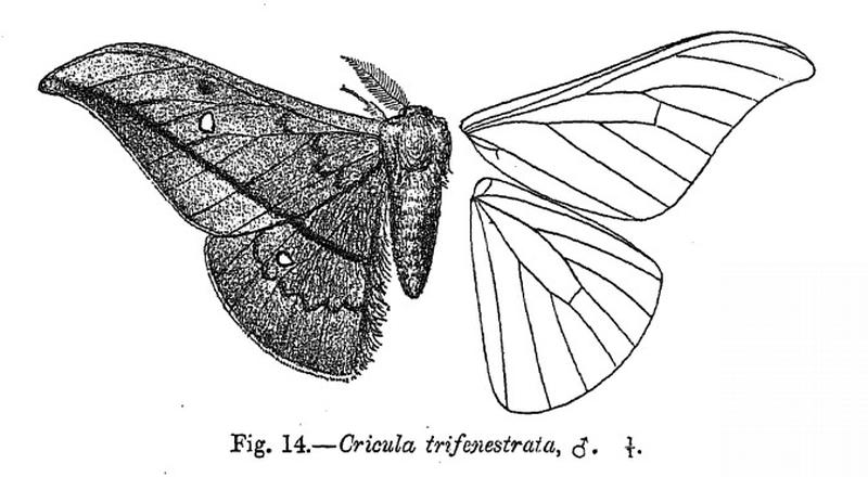 Cricula trifenestrata fbi