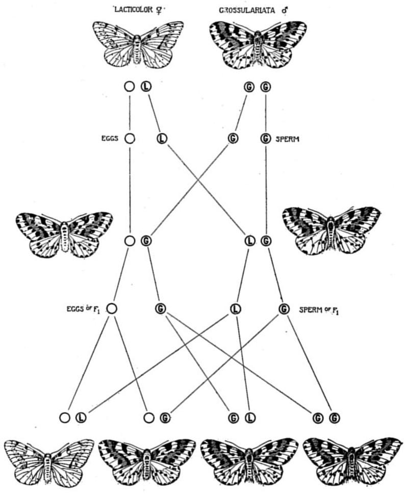 Critique of the Theory of Evolution Fig 041