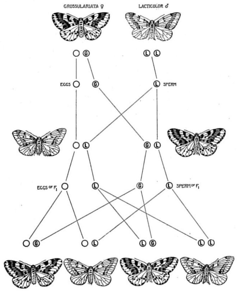 Critique of the Theory of Evolution Fig 042