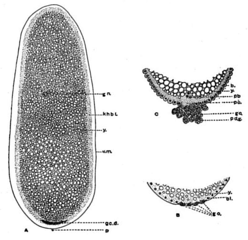 Critique of the Theory of Evolution Fig 048