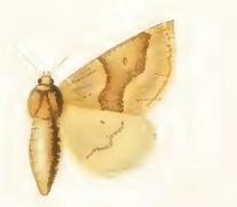 Crocallis tusciaria