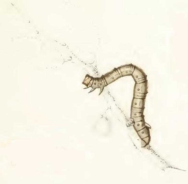 Crocallis tusciaria larva