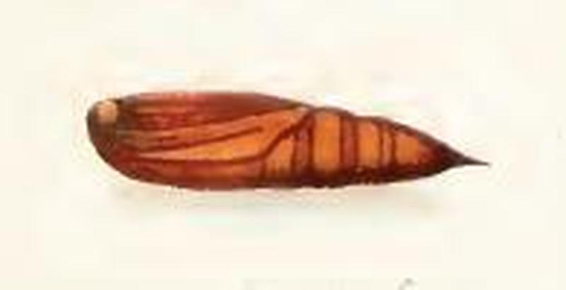 Crocallis tusciaria pupa