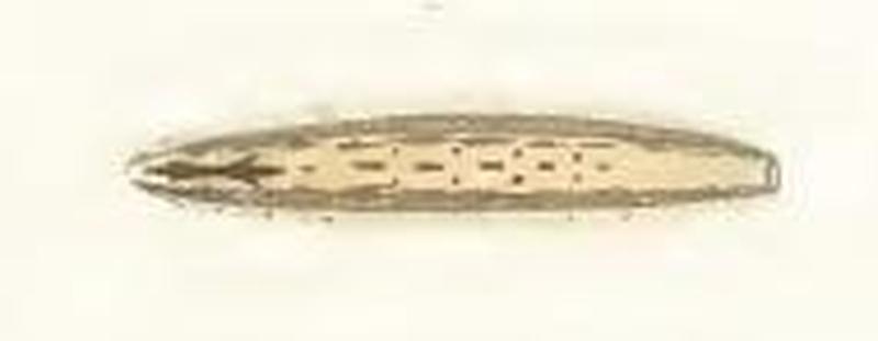 Crocota tinctaria larva2