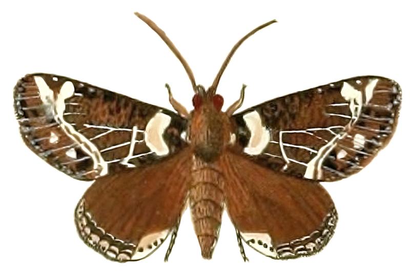 Cropia cedica CramerAndStoll-uitlandsche kapellen vol. 4- pl 310