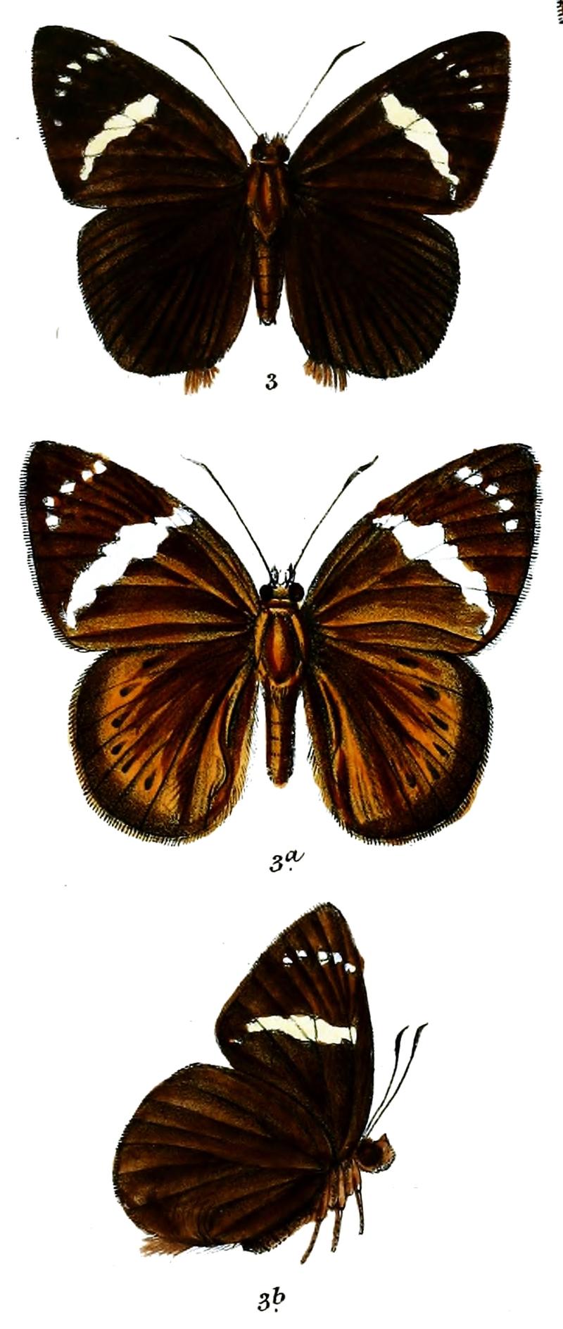 CrossiuraPenicillatum 755 3