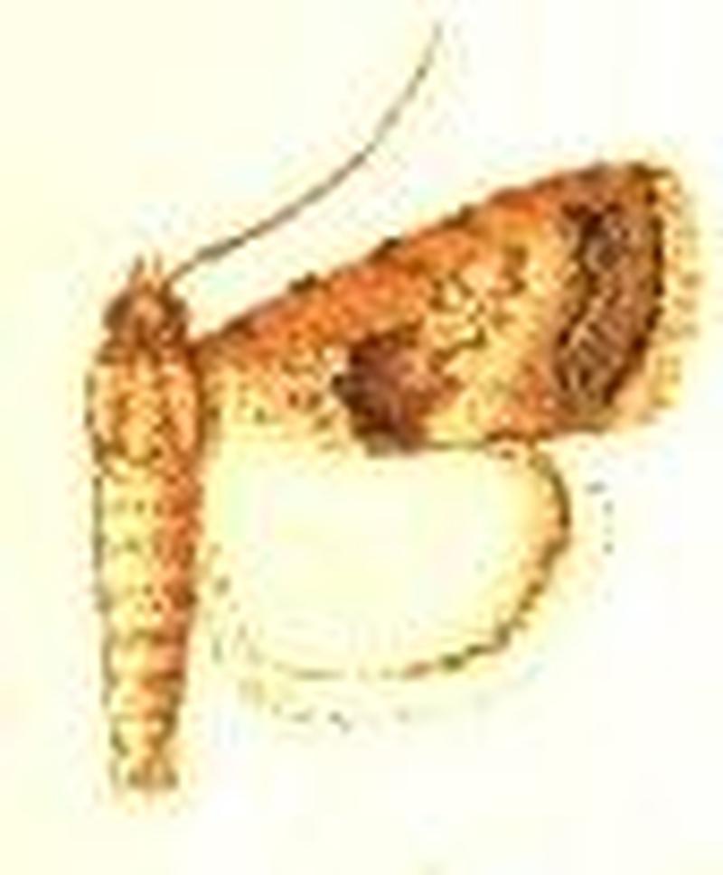 Crypsotidia conifera