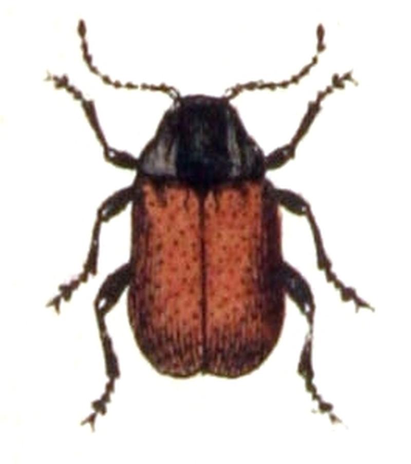 Cryptocephalus.coryli.-.calwer.45.18