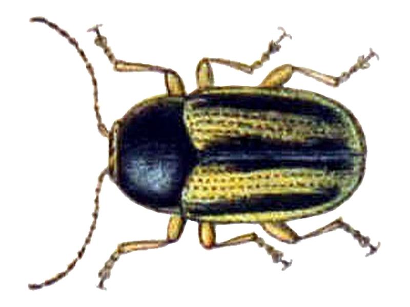 Cryptocephalus bilineatus
