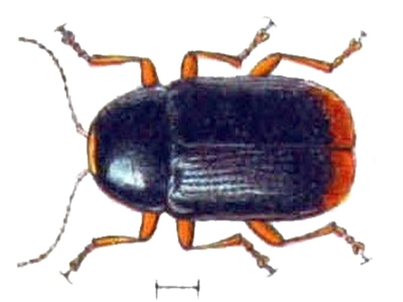 Cryptocephalus chrysopus