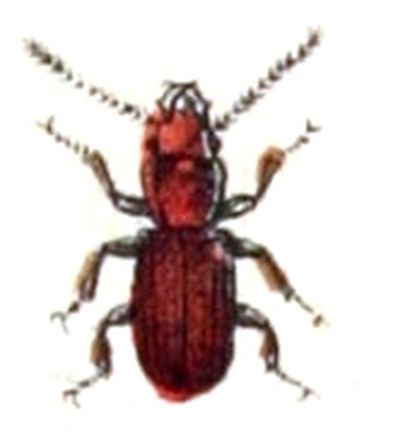 Cryptolestes.ferrugineus.-.calwer.15.12