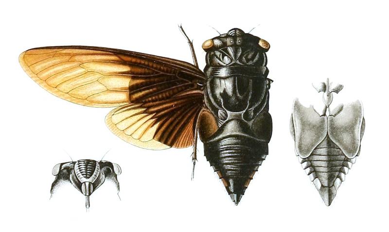 Cryptotympana holsti