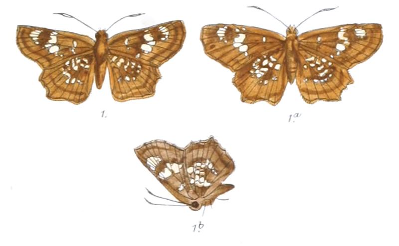 CtenoptilumMultiguttata 778 1 Fitch