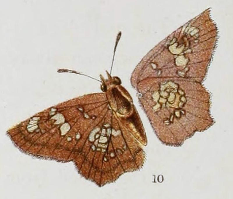 Ctenoptilum multiguttataDeNiceville1890OD