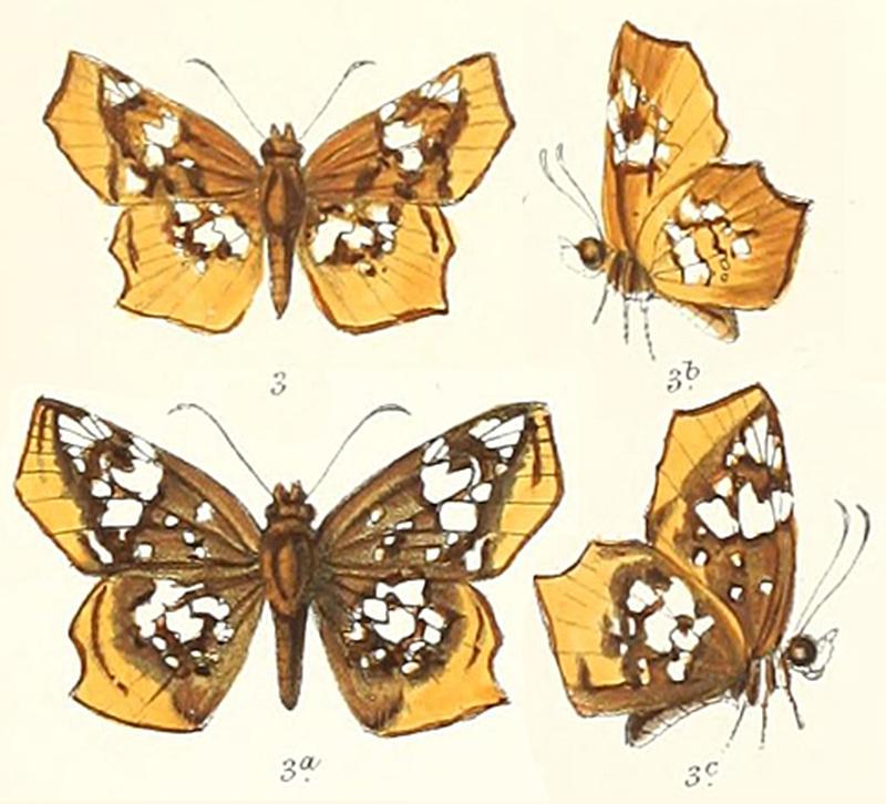 Ctenoptilum vasavaMoore1912