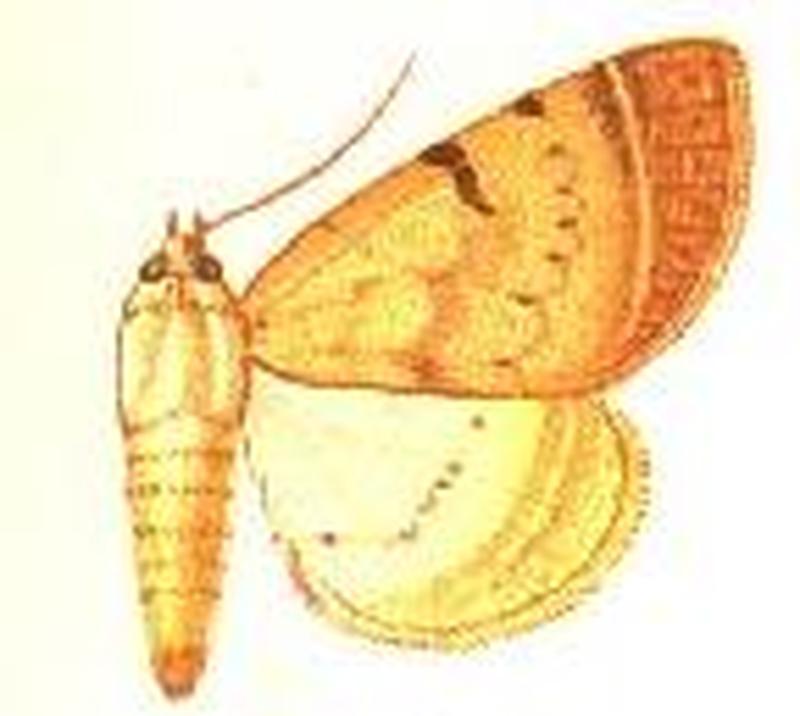 Ctenusa curvilinea