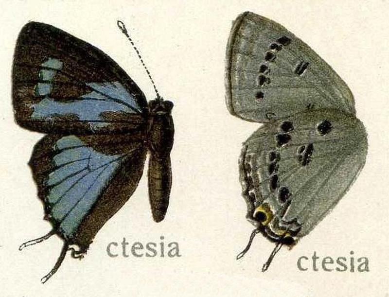 Ctesia87