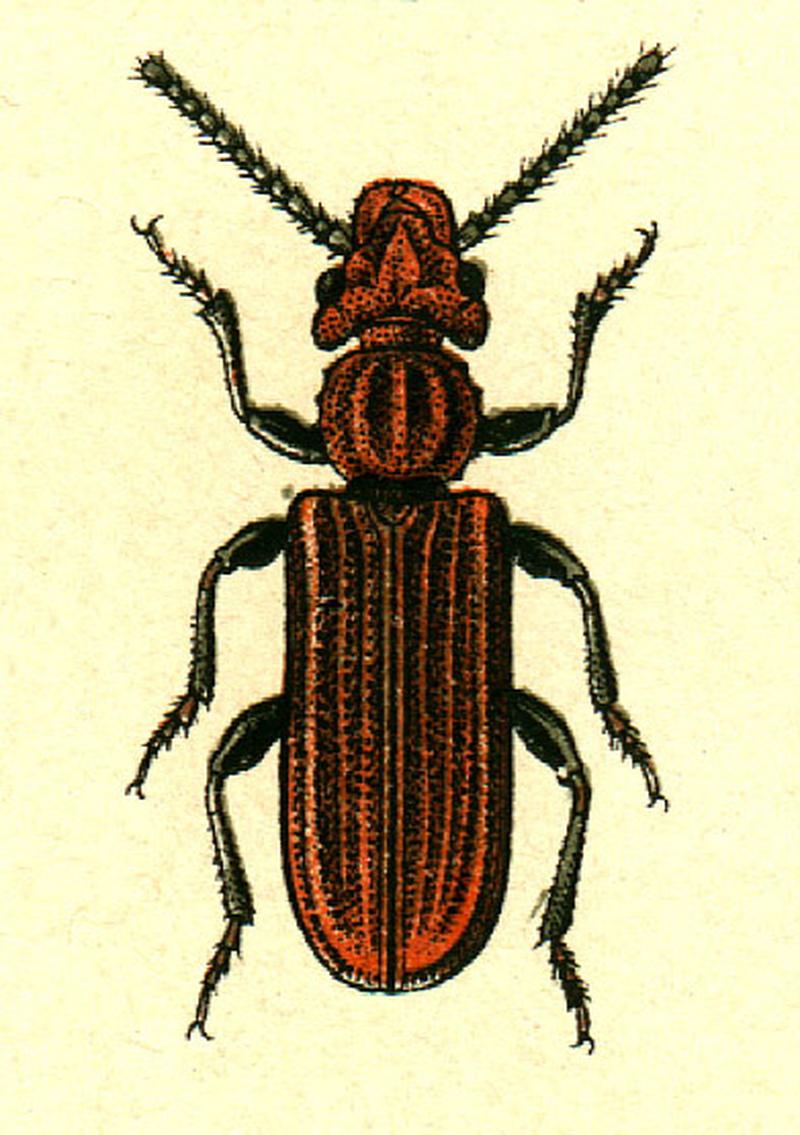 Cucujus haematodes