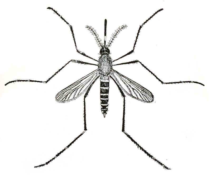 Culex taeniorhynchus