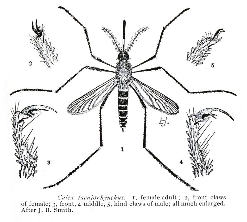 Culex taeniorhynchus detail