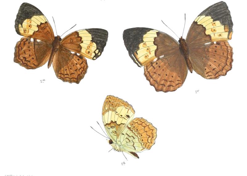 CuphaMaja 362 2