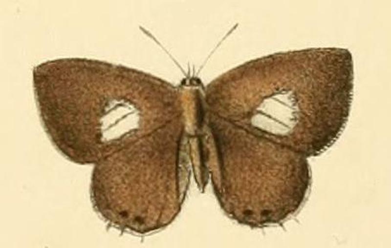 Cupidesthes thyrsis1
