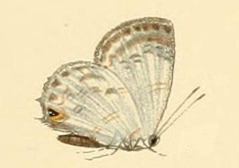 Cupidesthes thyrsis2