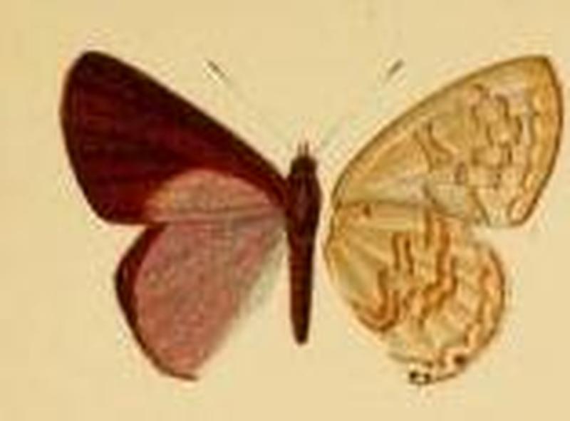 Cupidesthes voltae