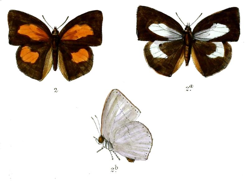 CuretisBulis 699 2 Knight