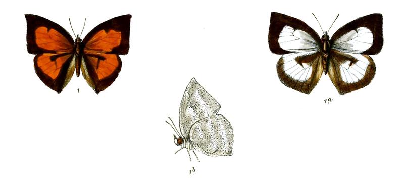 CuretisDentata 700 1 Knight