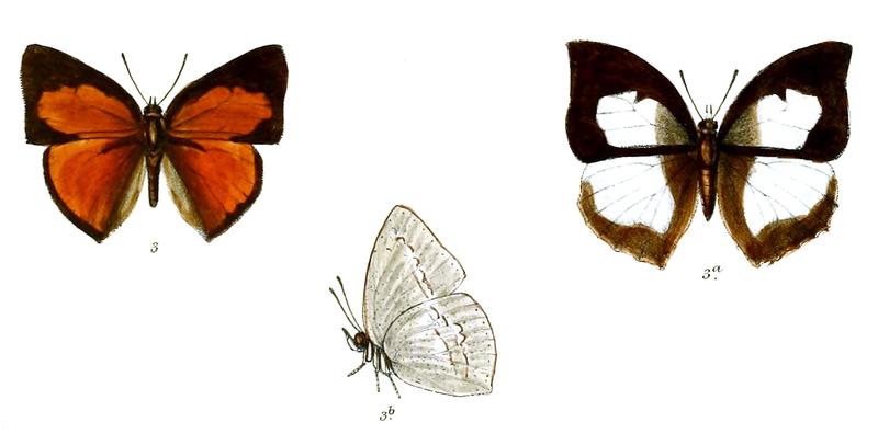 CuretisMalayica 700 3 Knight