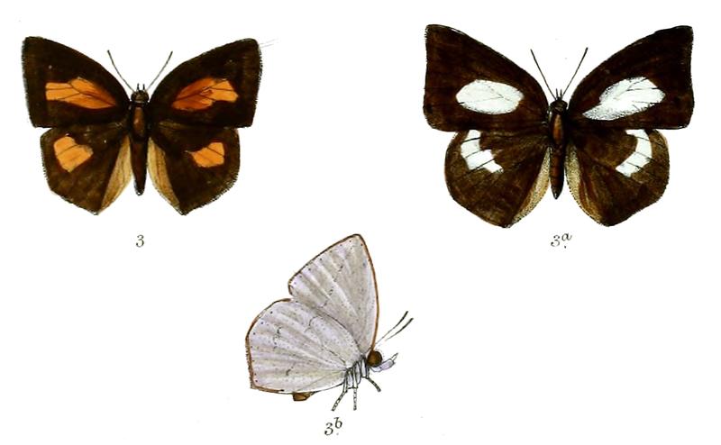 CuretisSaronisDiscalis 699 3 Knight