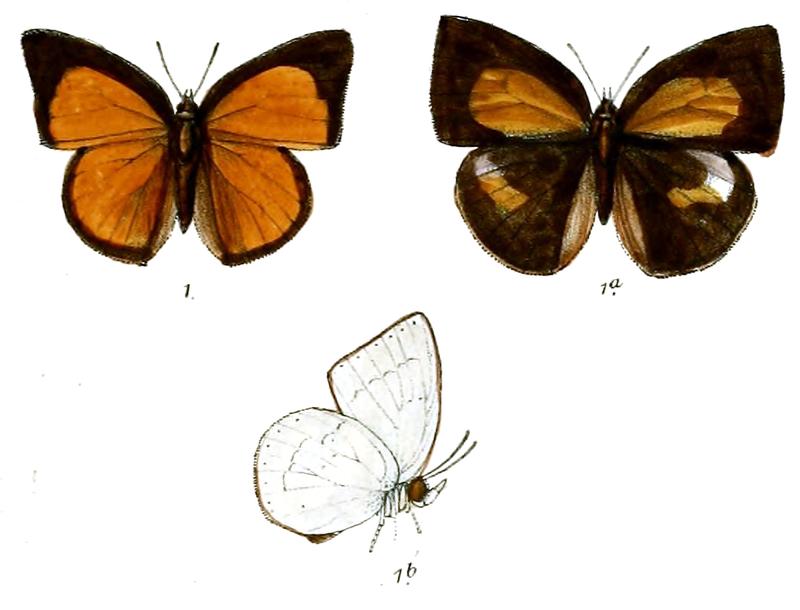 CuretisSaronis 699 1 Knight