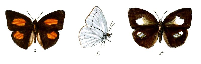 Curetis stigmata