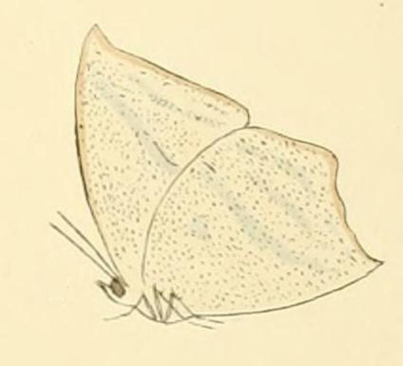 Curetis bulis