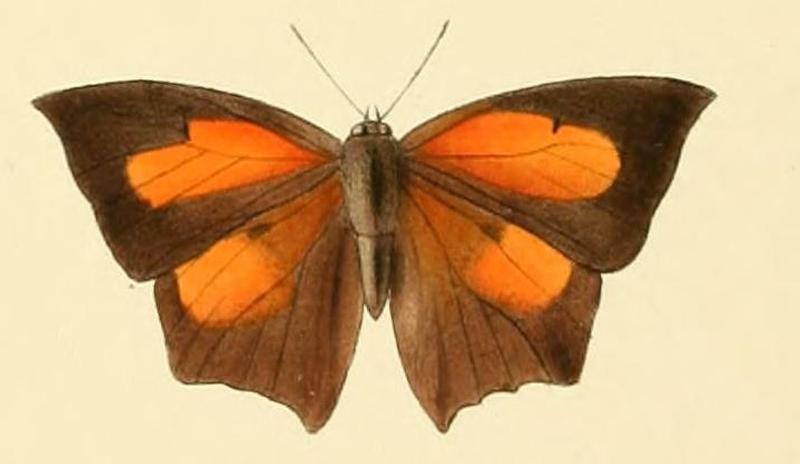 Curetis bulis1