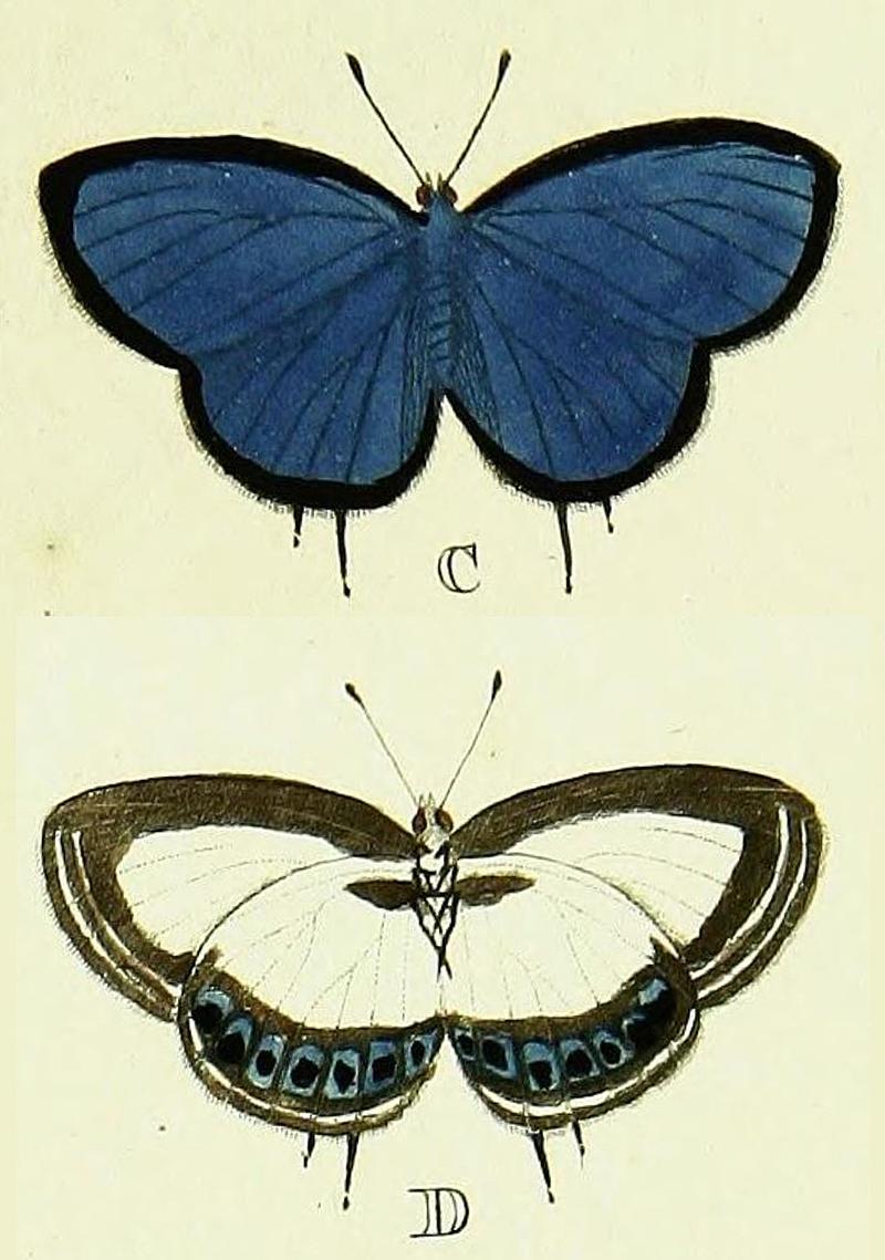 Repreoduction of image from original description of butterfly