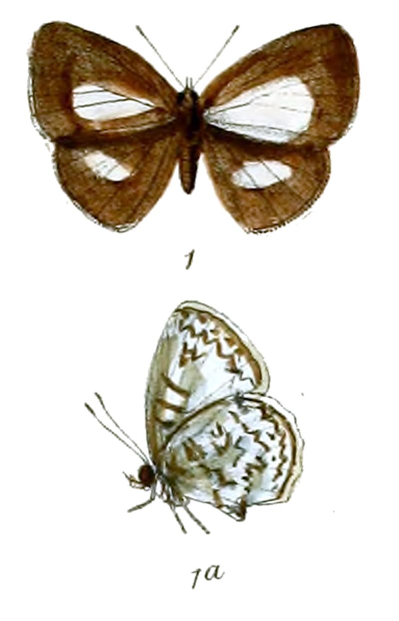 Cyanirioides libna