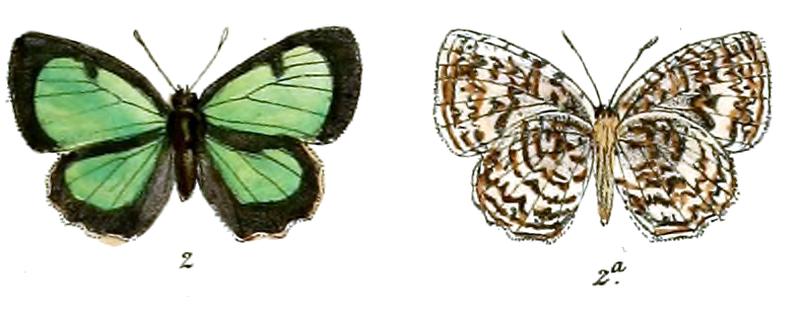 CyaniriodesLibna 668 2 Fitch