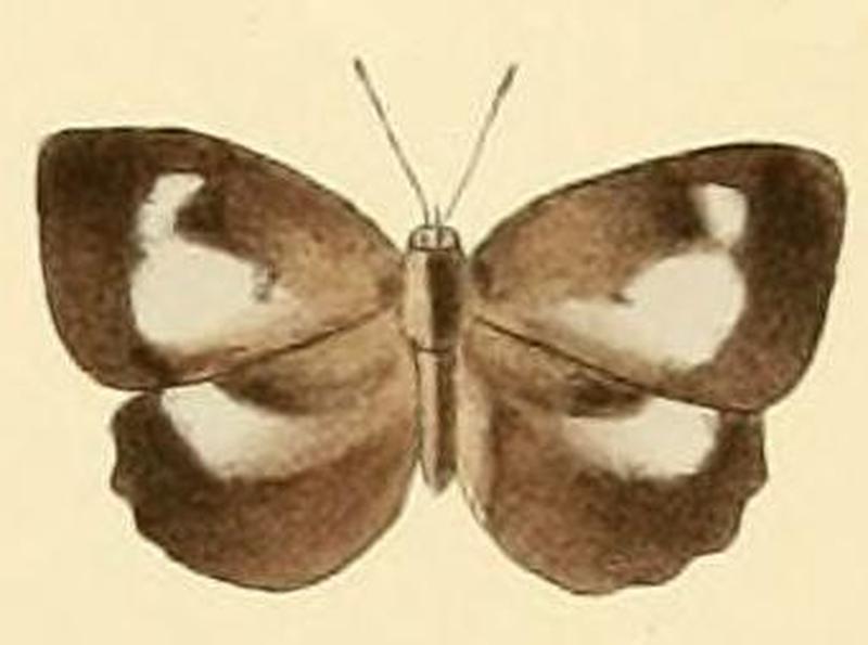 Cyaniriodes libna1